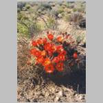Claret Cup Cactus in bloom Joshua Tree National Park .jpg